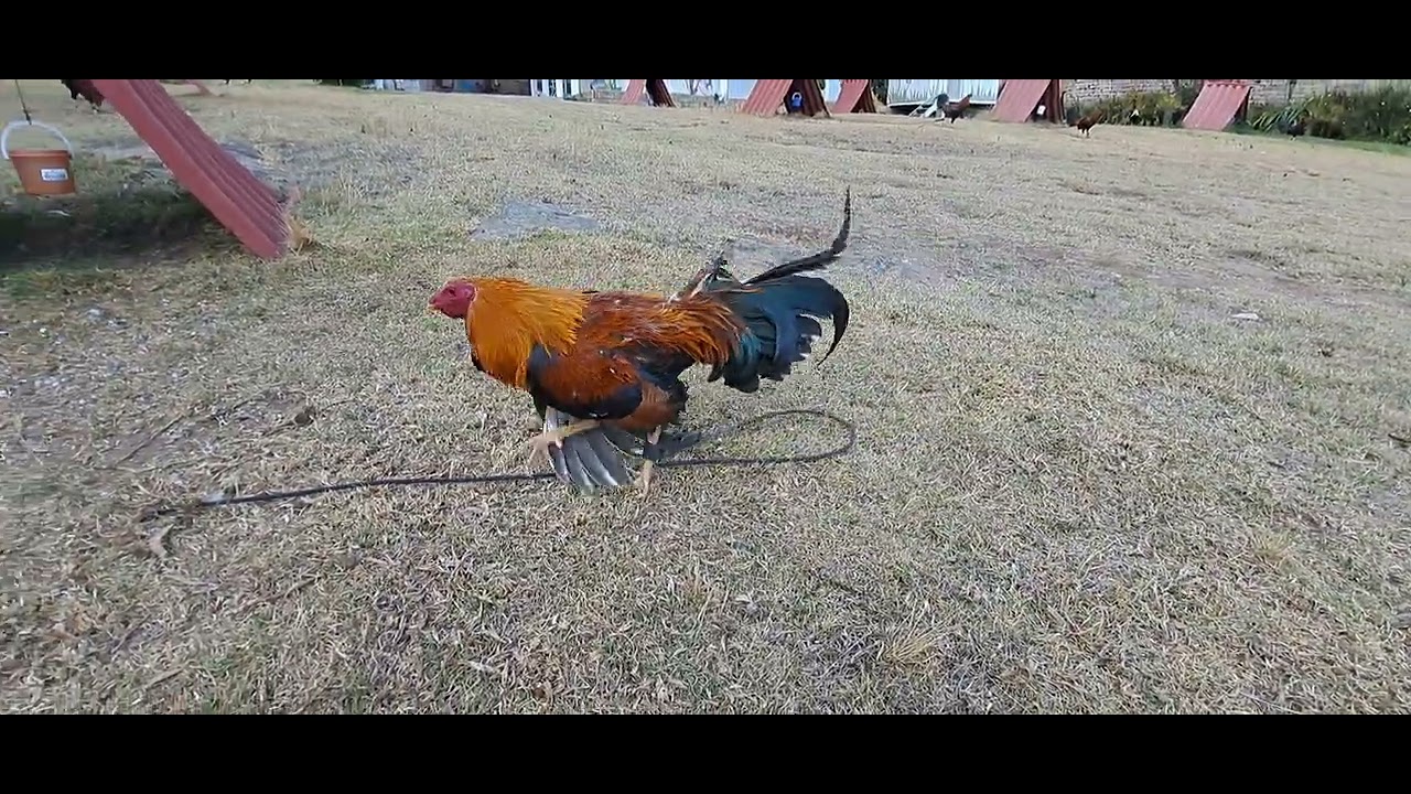 Gallos de pelea colorado y prietos 