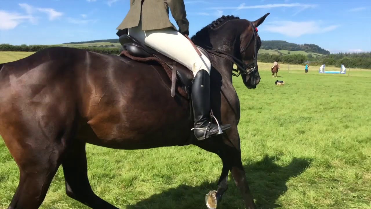 Pixie in the Riding Horse Class