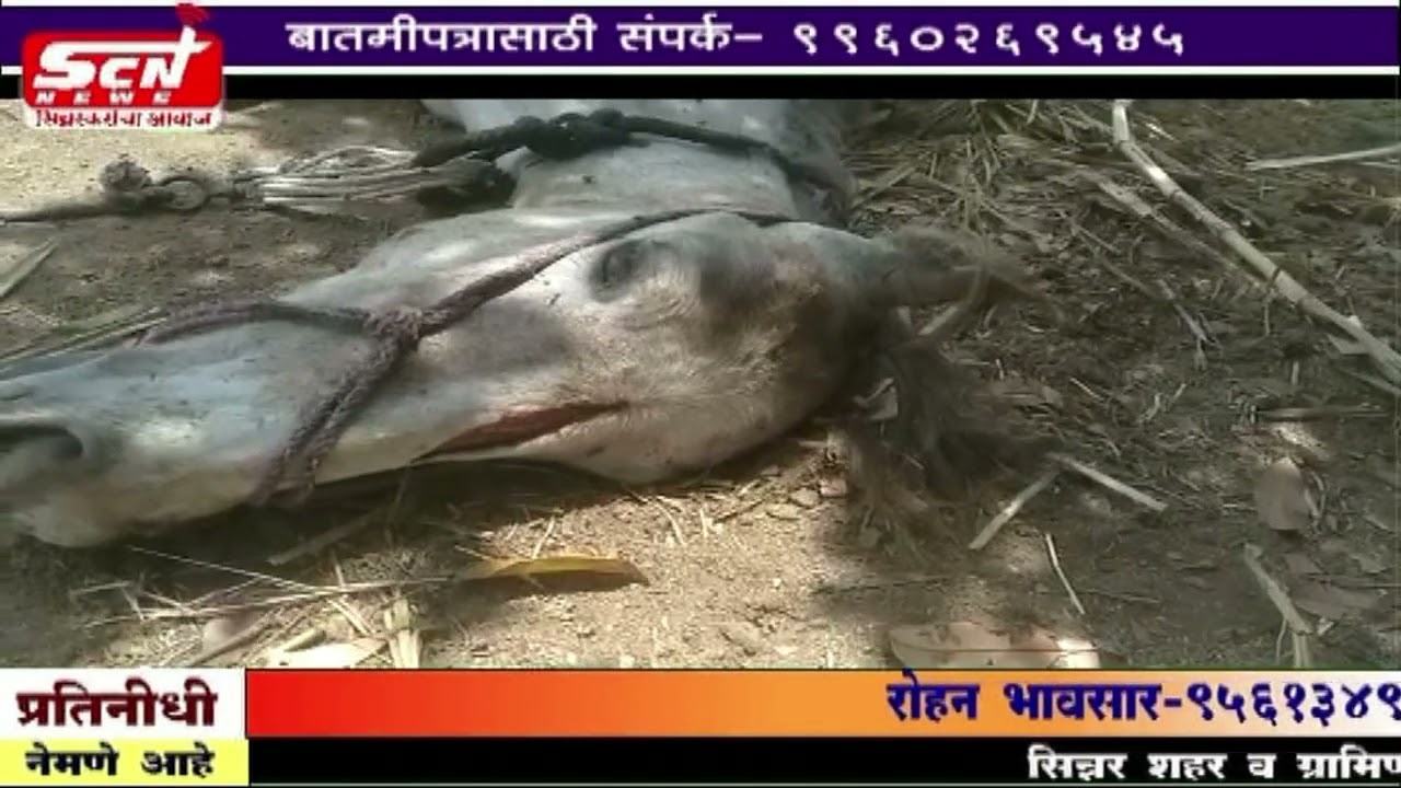 scnnews... तीन बिबट्याच्या हल्यात मिरवणुकीत नाचणारा दोन वर्षीय घोडा ठार