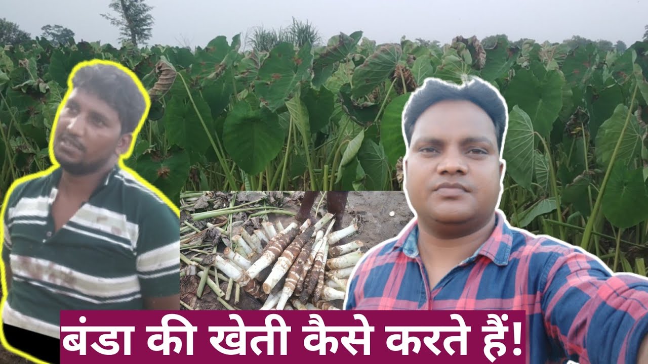 बंडा/अरबी की खेती कैसे करते हैं! #Vinay_Bhaiya_Vlogs #Vlogs