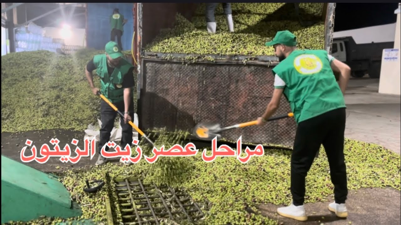 مراحل استخراج زيت الزيتون بالمعصرة الحديثة بإقليم وزان