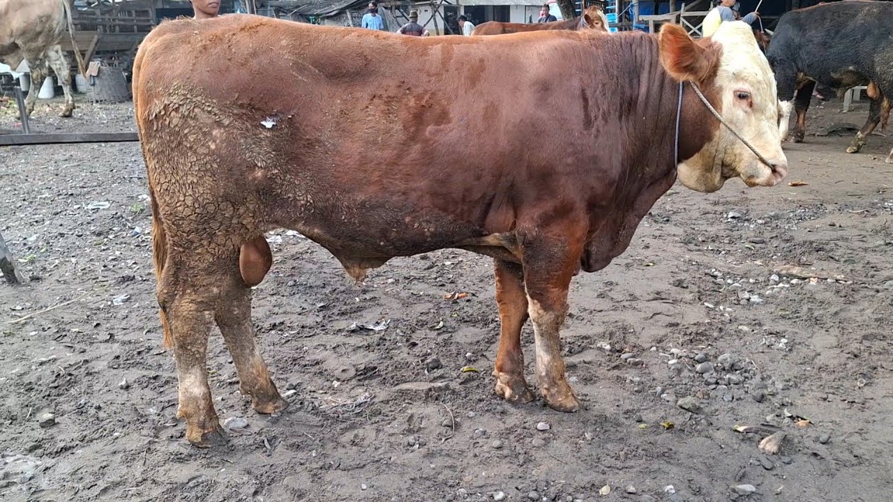 PEMBELI ANYEPP ‼️ UPDATE HARGA SAPI JANTAN || PASAR SAPI TERTEK PARE KEDIRI ||