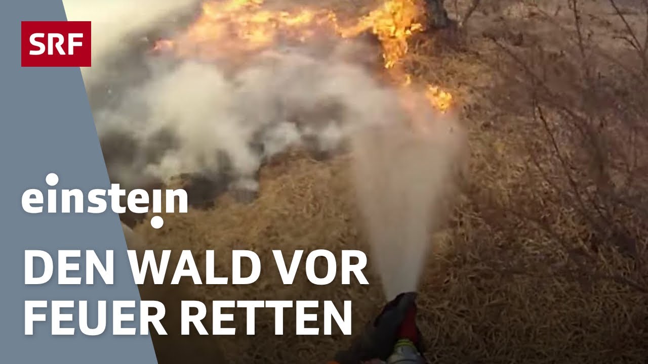 Gefahr Waldbrand: Wie die Feuerwehr im Tessin unseren Wald rettet | Klima | Einstein | SRF Wissen