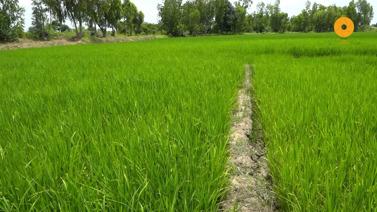 À Bagrépôle, une nouvelle ère pour l’agriculture du Burkina Faso