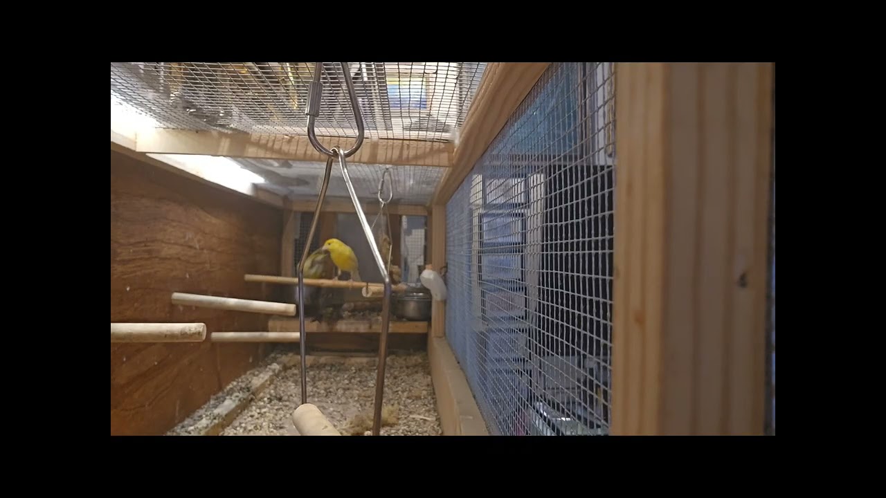 #birds #канарейки  Птичий дом