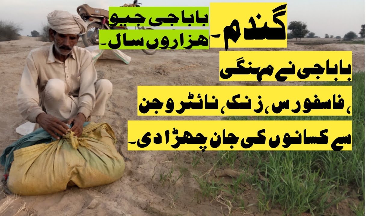 اگر گندم کاشت کی ھے تو باباجی کو فالو کریں . Mujahid Niazll