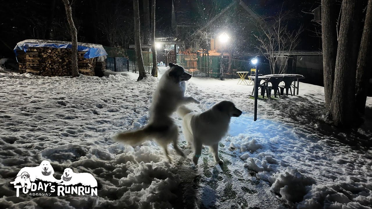 遠征も良いけどやっぱり我が家が楽しいベルです　Great Pyrenees　グレートピレニーズ