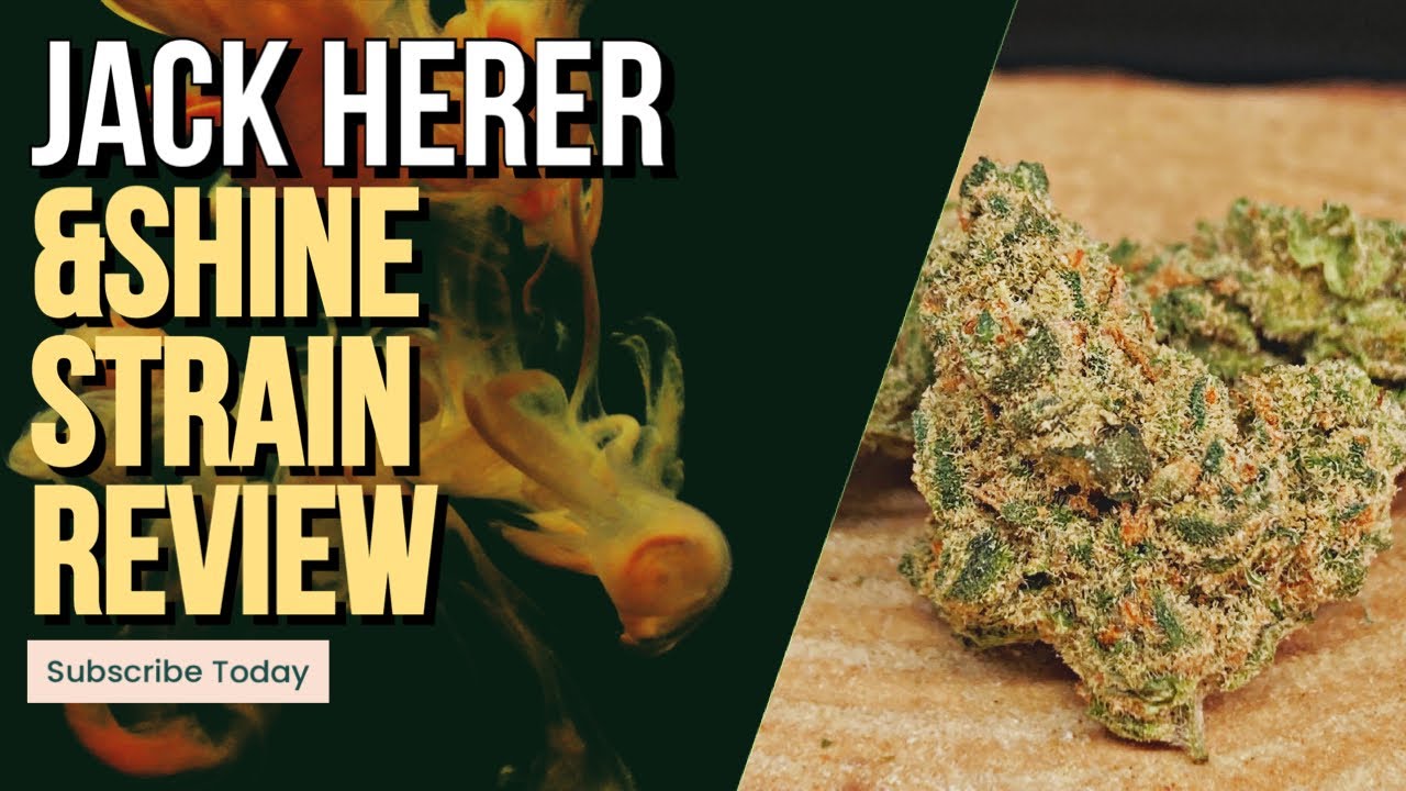 Jack Herer &Shine Strain Review
