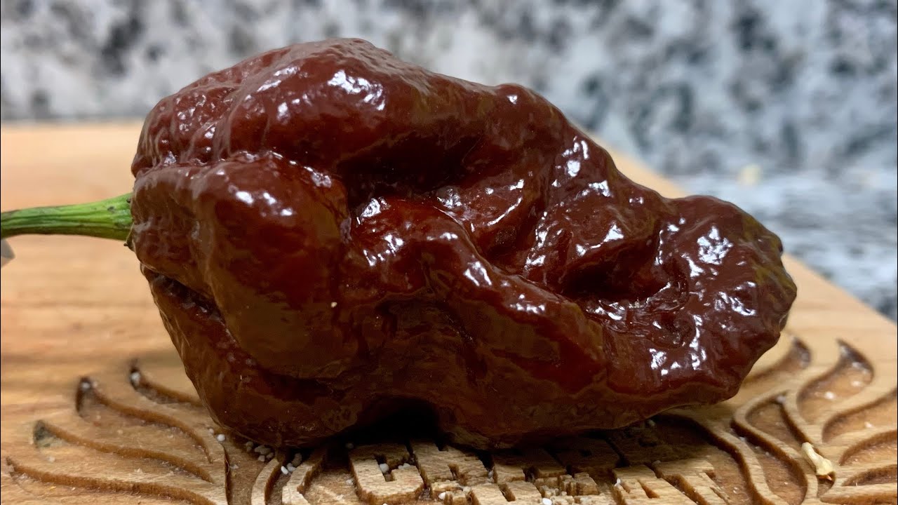 A Chocolate Bhutlah RM grown by Rob & Tiff's Super Hot Peppers! This beautiful pheno is no joke!