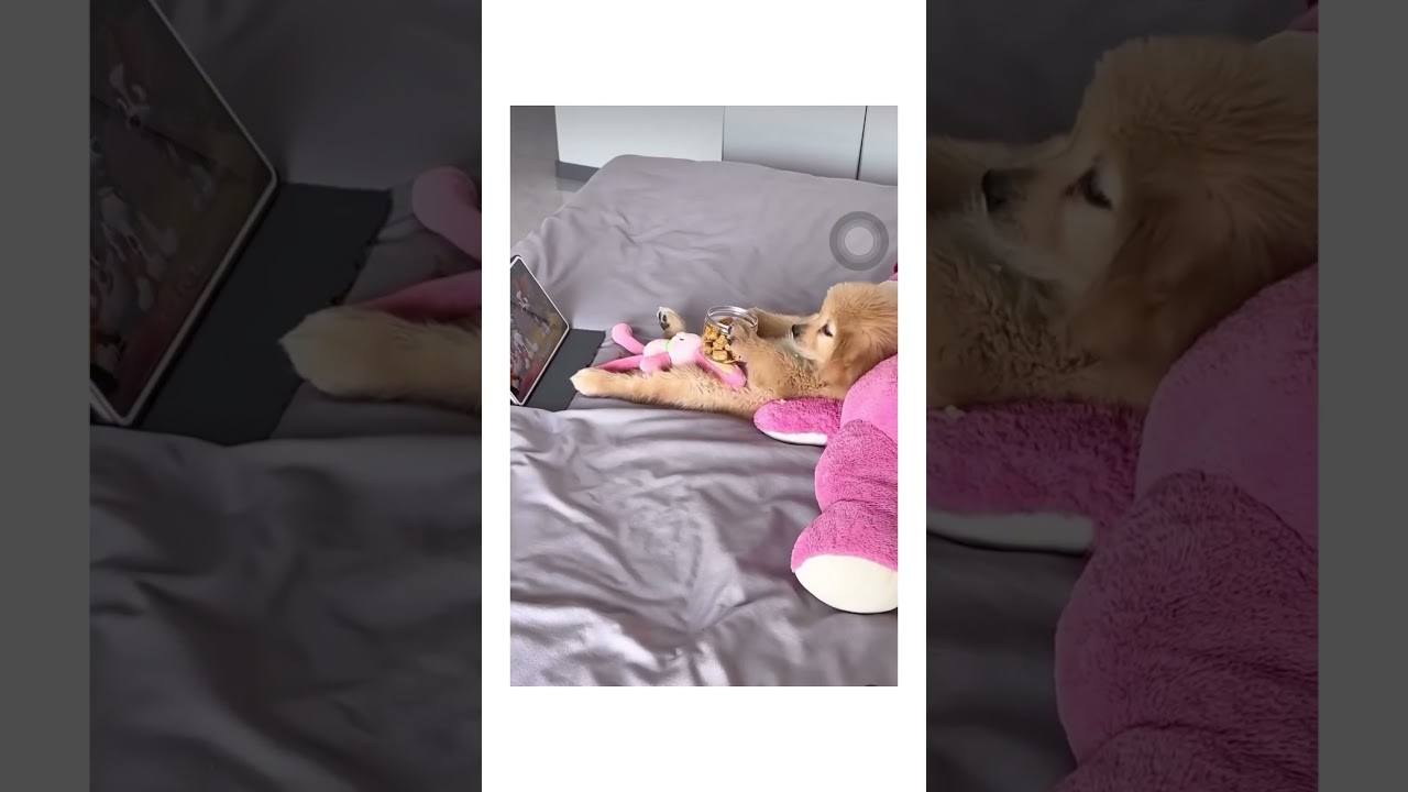 Chillin #dog #puppy #cute #puppies #cutepuppy #cutedog #dogcute