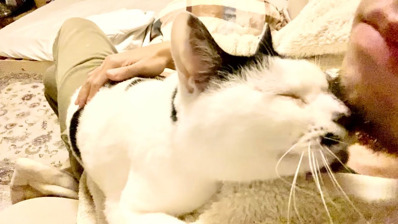 クリスマスも主に超べったりの甘えんぼ猫