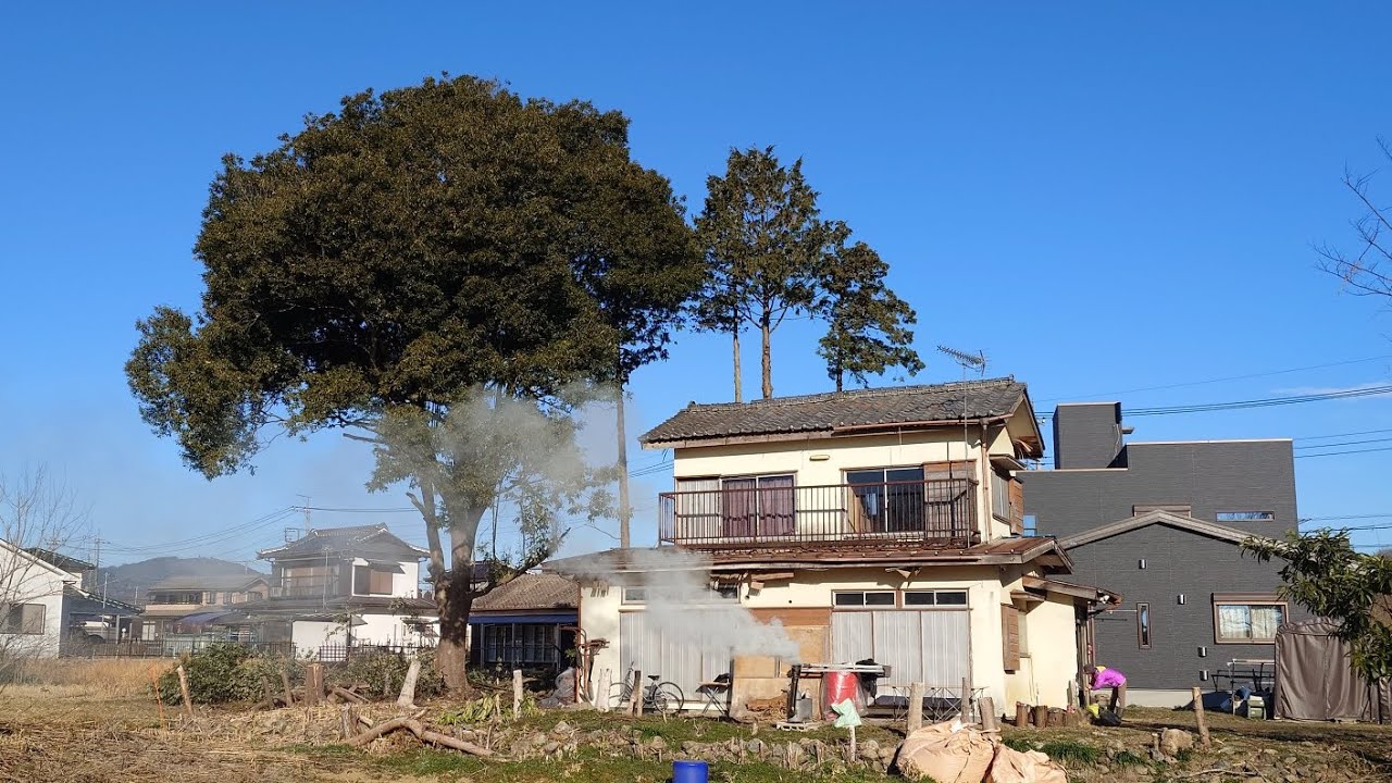 樫の大木の枝打ち