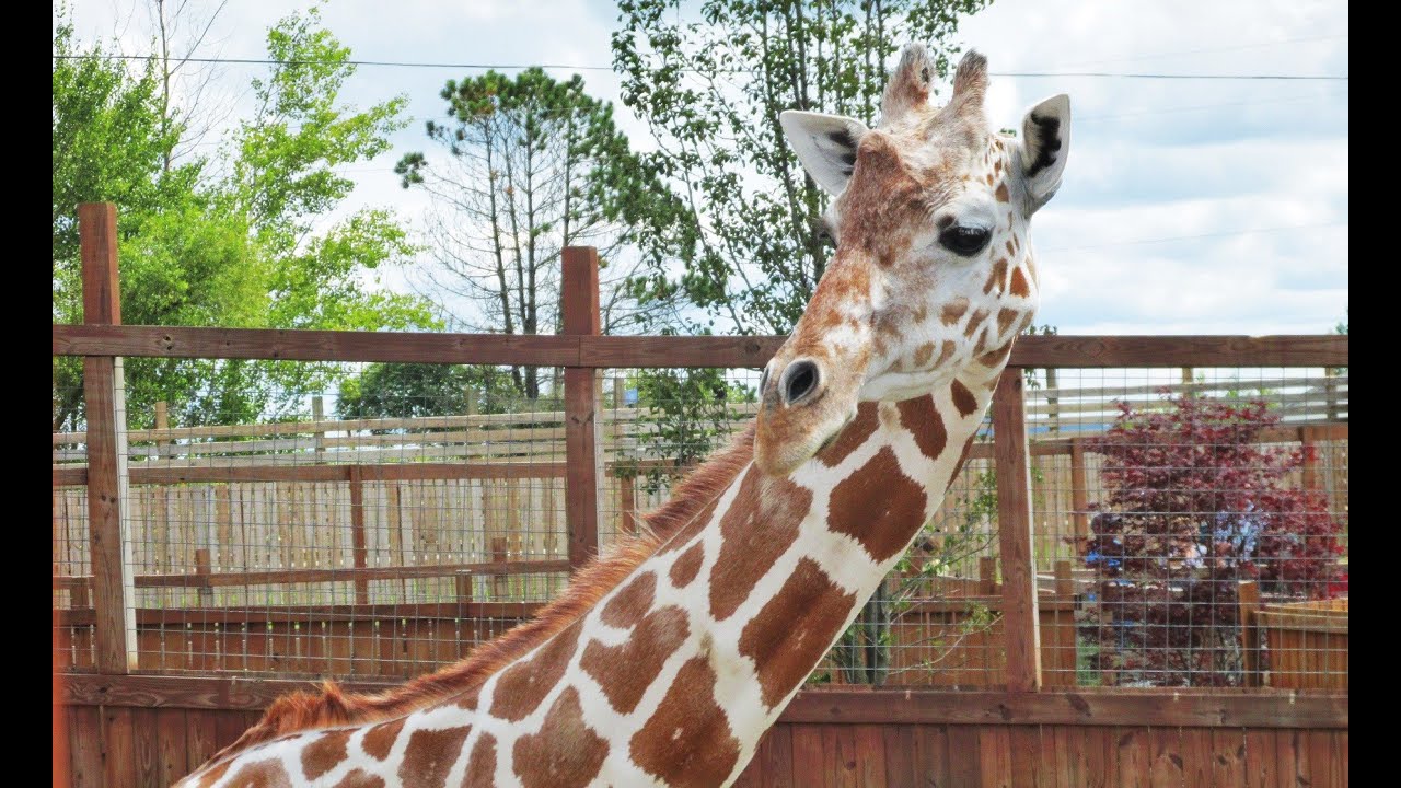Pieces Of April, (A Special Giraffe) - Maria Rose