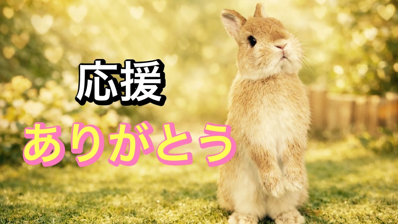 皆様の応援を、うさぎに使わせていただきました