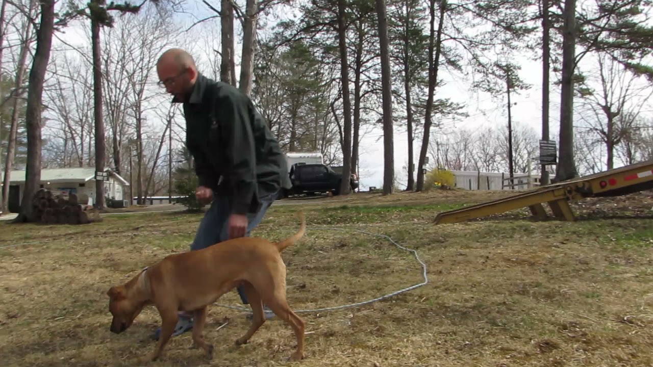 Session 4- Black Mouth Cur- Teaching STAY, obedience!! Guiding owner, demonstrating, LIVE/UNCUT!!