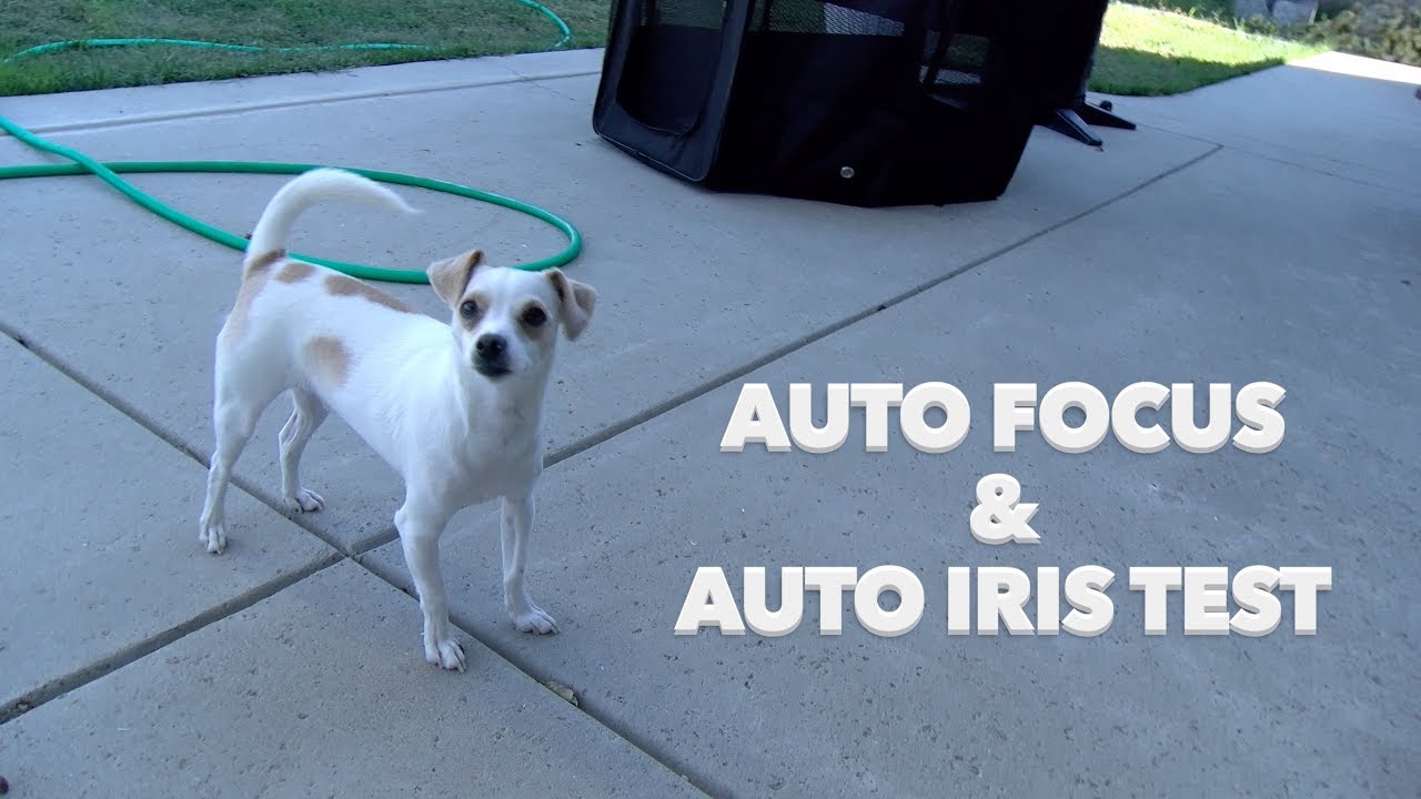 JVC GY HM170 vs Puppy, 4K Test Footage