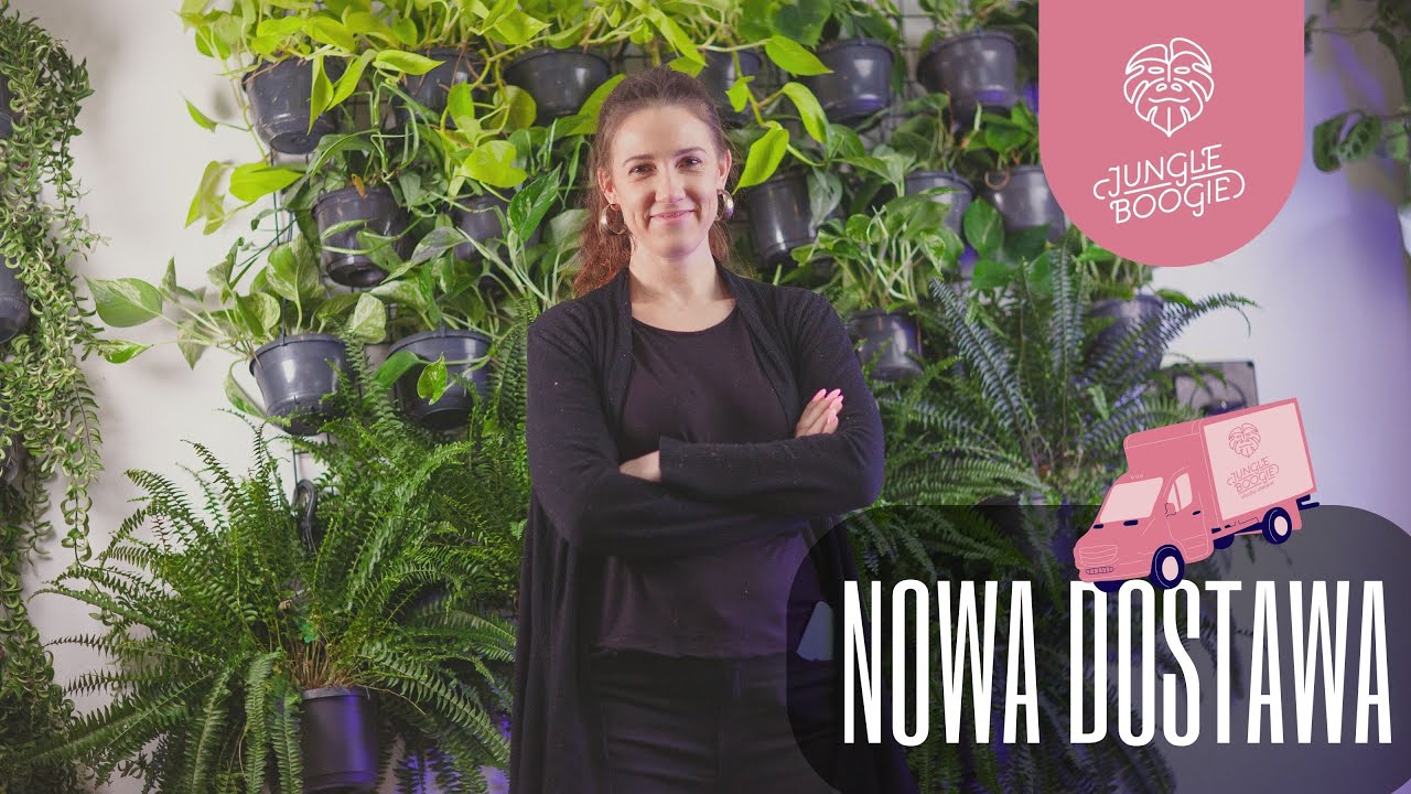 Zapełniamy magazyn! Nowa dostawa, a w niej kolorowe anturia i powrót boskiej Aglaonemy Cocomelon
