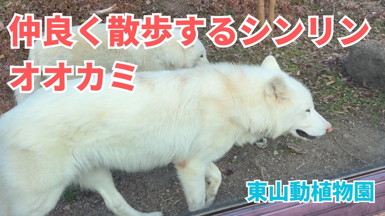 【東山動植物園】仲良く散歩するシンリンオオカミのティムとリン