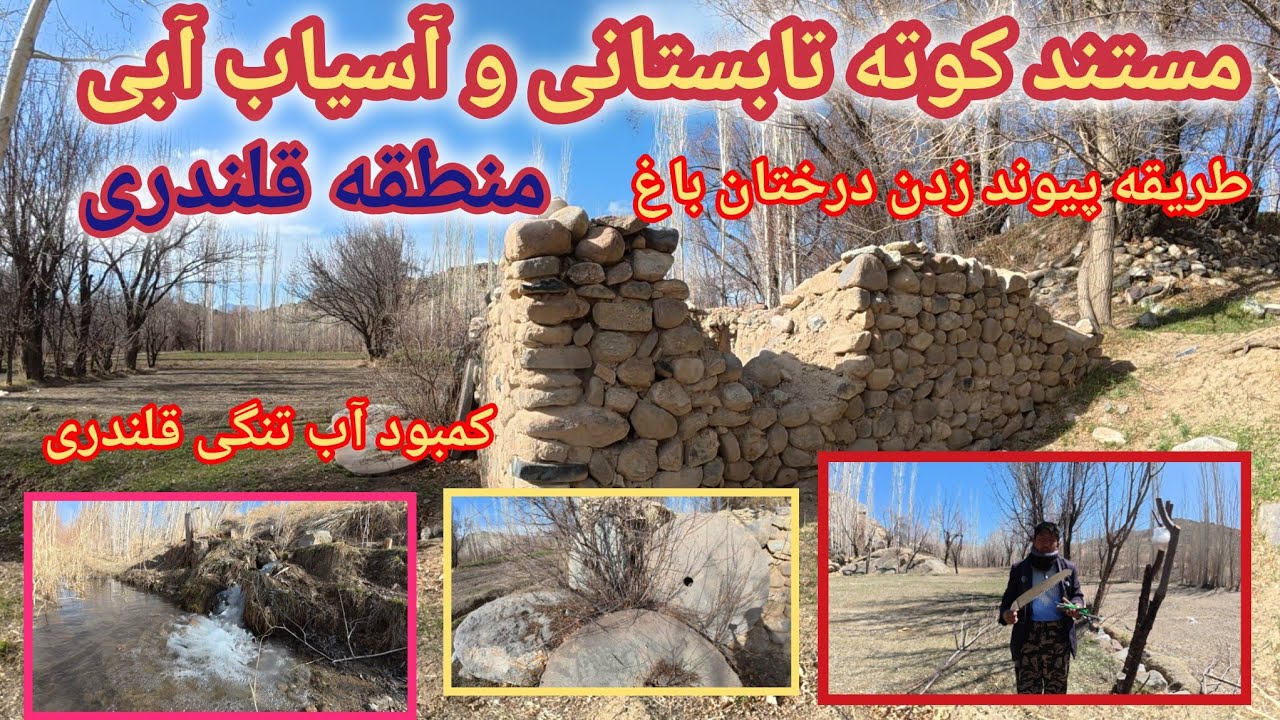 آموزش پیوند زدن درختان باغ و مستند کوته تابستانی تنگی قلندری