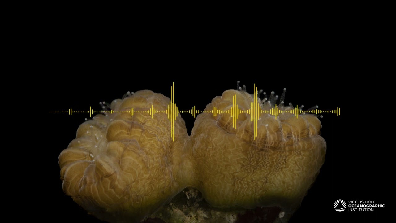 Listening for home: How corals use sound to build reefs