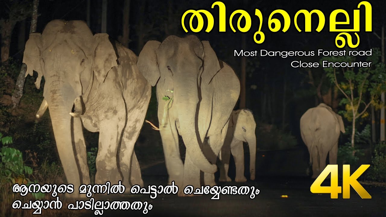 നൈറ്റ് ഡ്രൈവിനിടെ ആനയുടെ മുന്നിൽ പെട്ടു!!! 4K