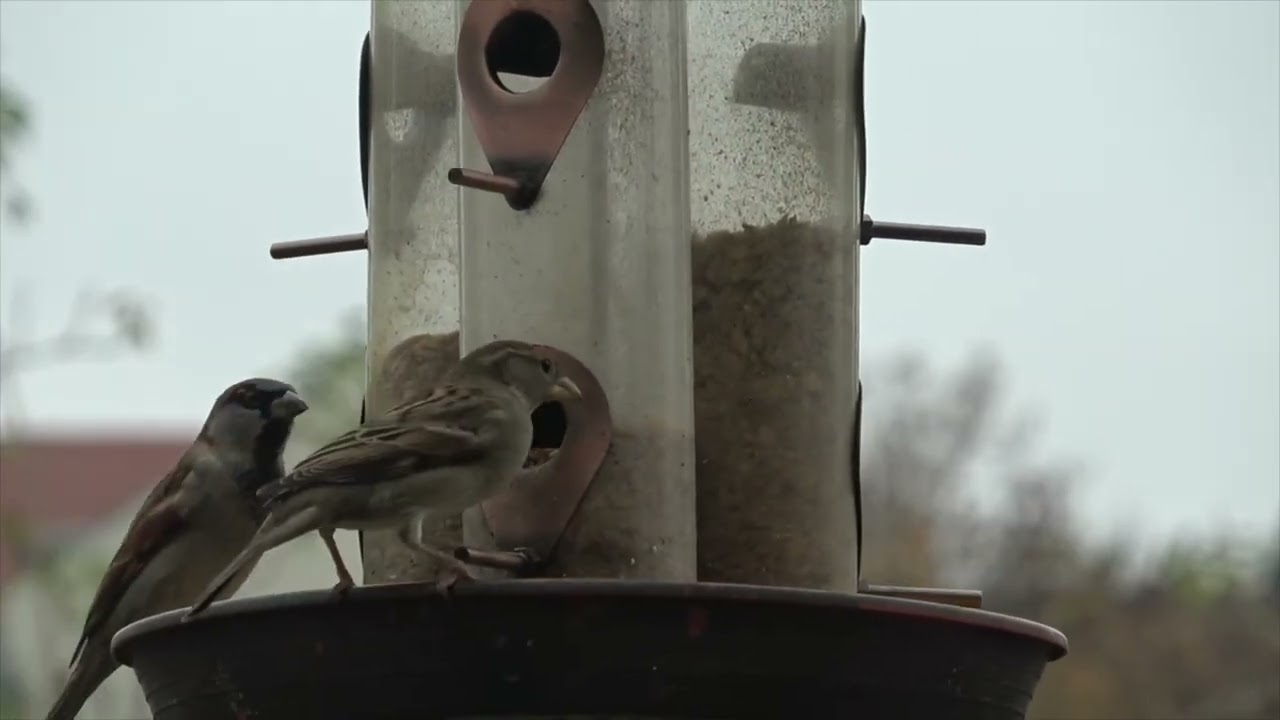 Vögel   am Futterturm ...