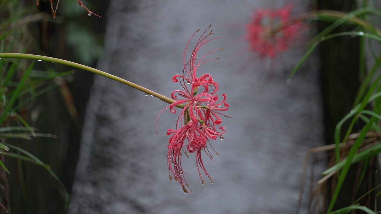 明日香村の彼岸花