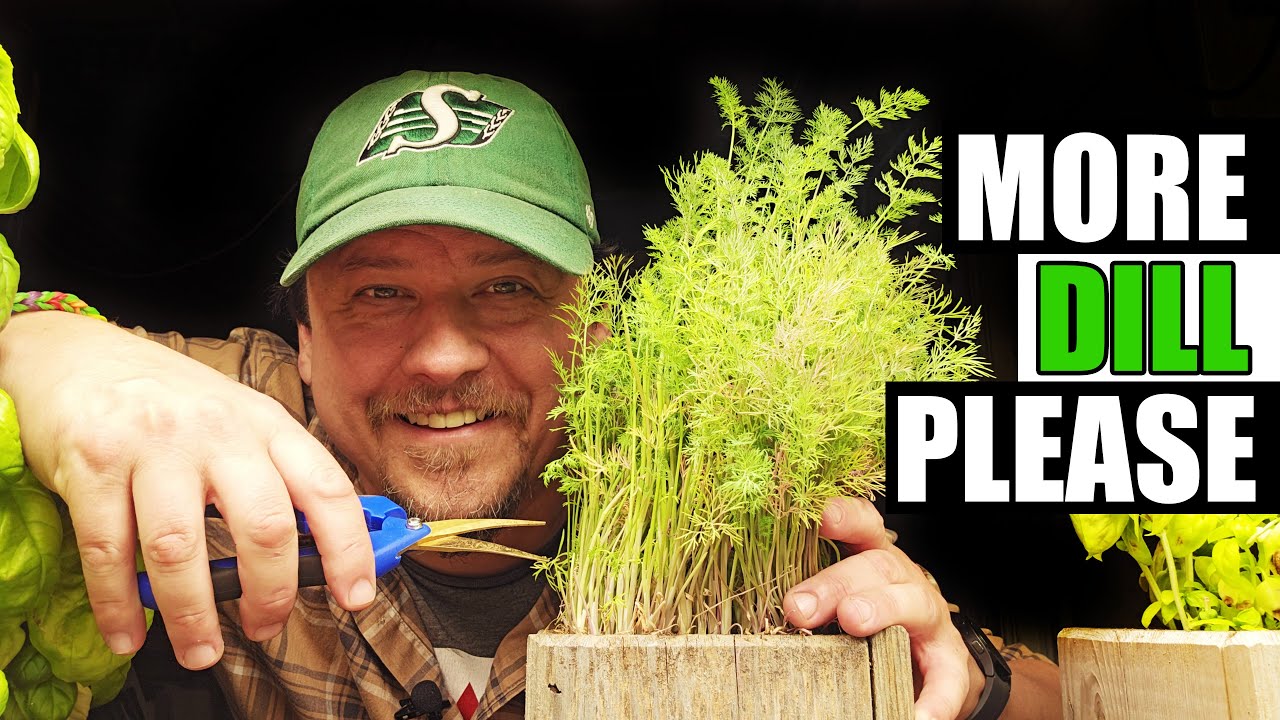 3 Ways To Harvest Dill - Garden Quickie Episode 244