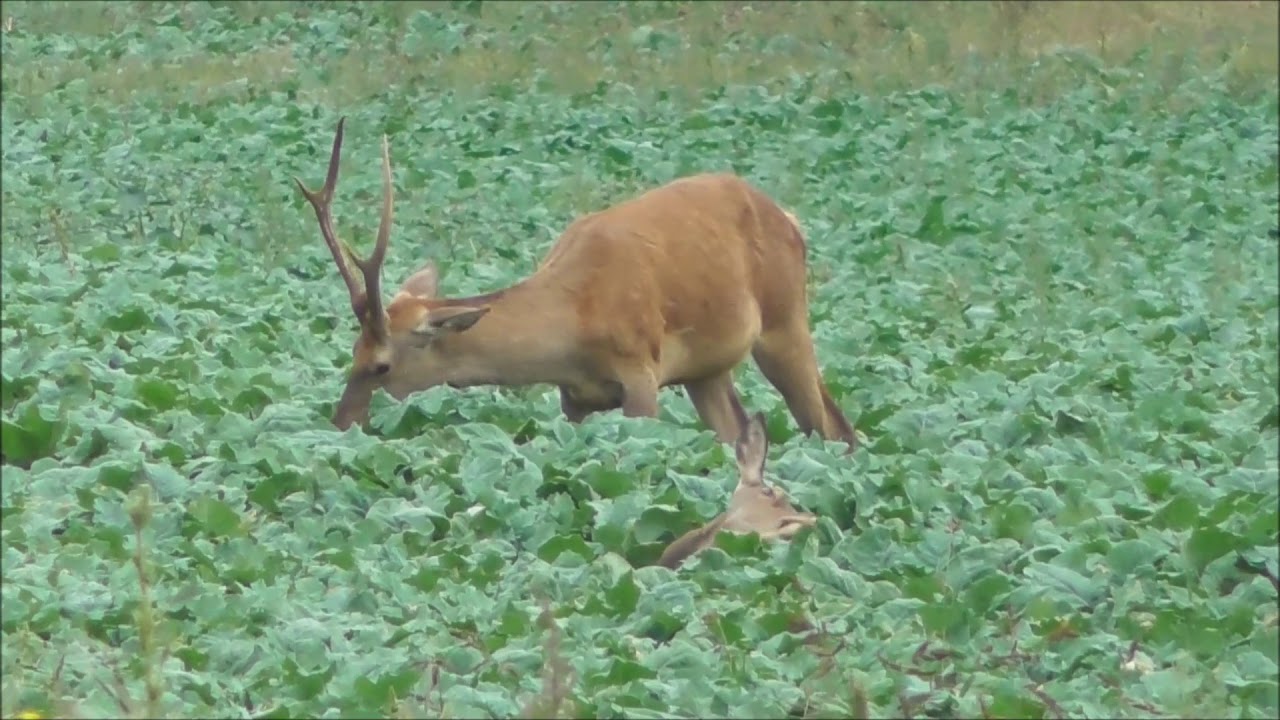 JELENIA RUJA 2019 V NÍZKYCH TATRÁCH