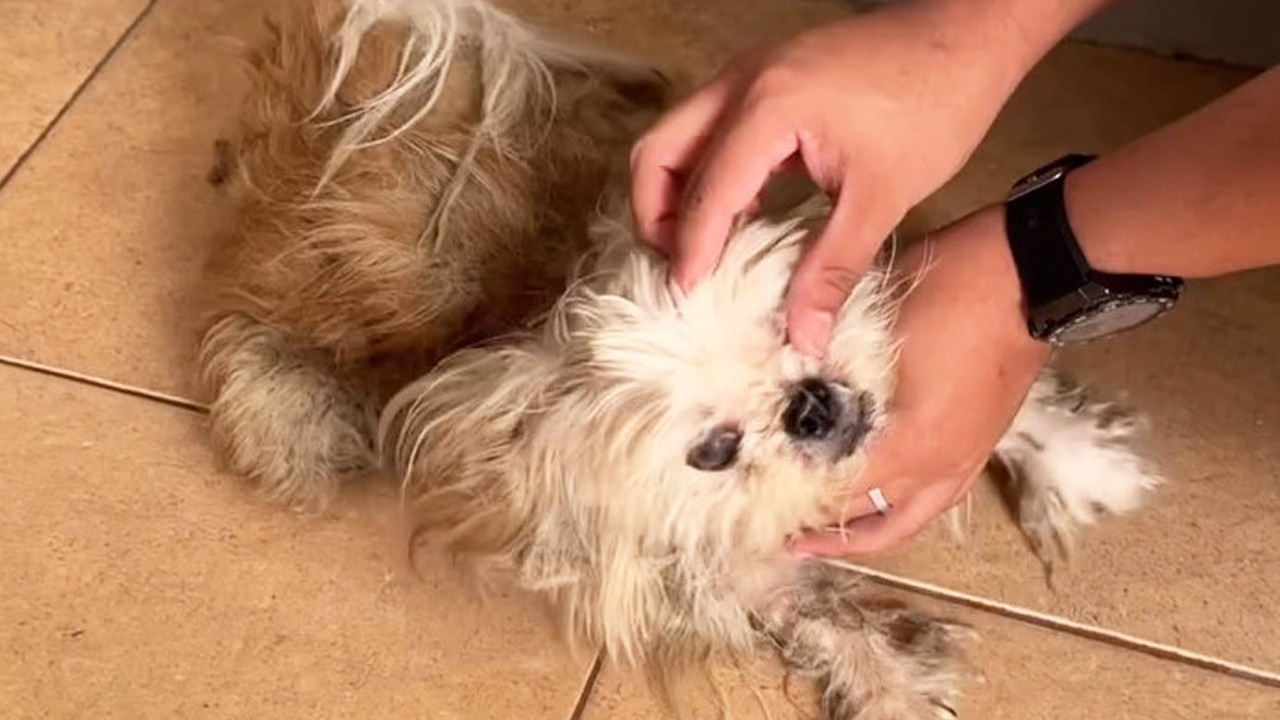 She Was Weak and Neglected But Never Stopped Hoping for Kindness