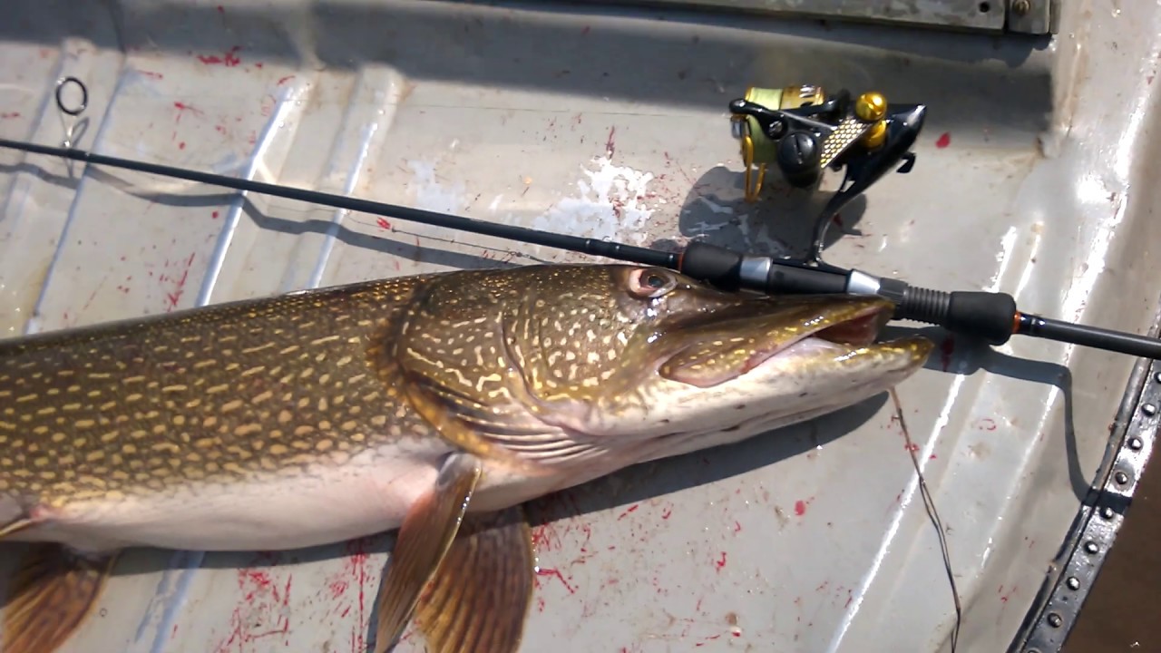 Рыбалка на Нижней Тунгуске. Щука на спиннинг GAD GANCHO.