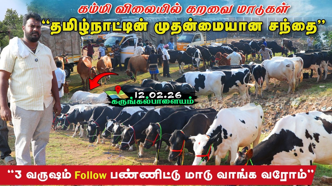 3 வருஷமா வீடியோ பாத்துட்டு வராங்க|கம்மி பட்ஜெட்டில் மாடுகள்#கருங்கல்பாளையம்சந்தை#கறவைமாடுகள்