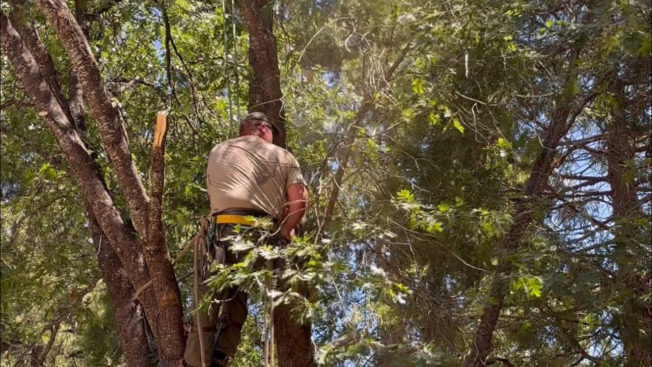 Another day another tree mountain living vlog 6