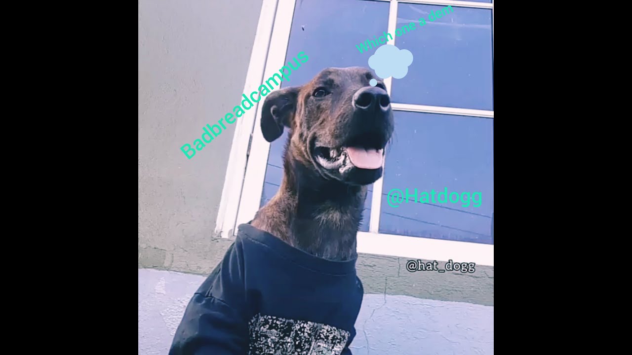 Best hat dogg 2021/funny