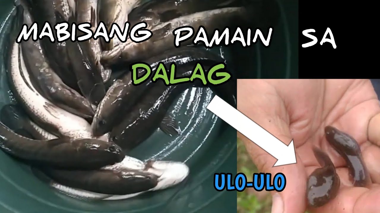 TIPS#pamaing effective 100% para sa DALAG tadpole/ulo-ulo/try mo👍👍sigurado ang huli mo.