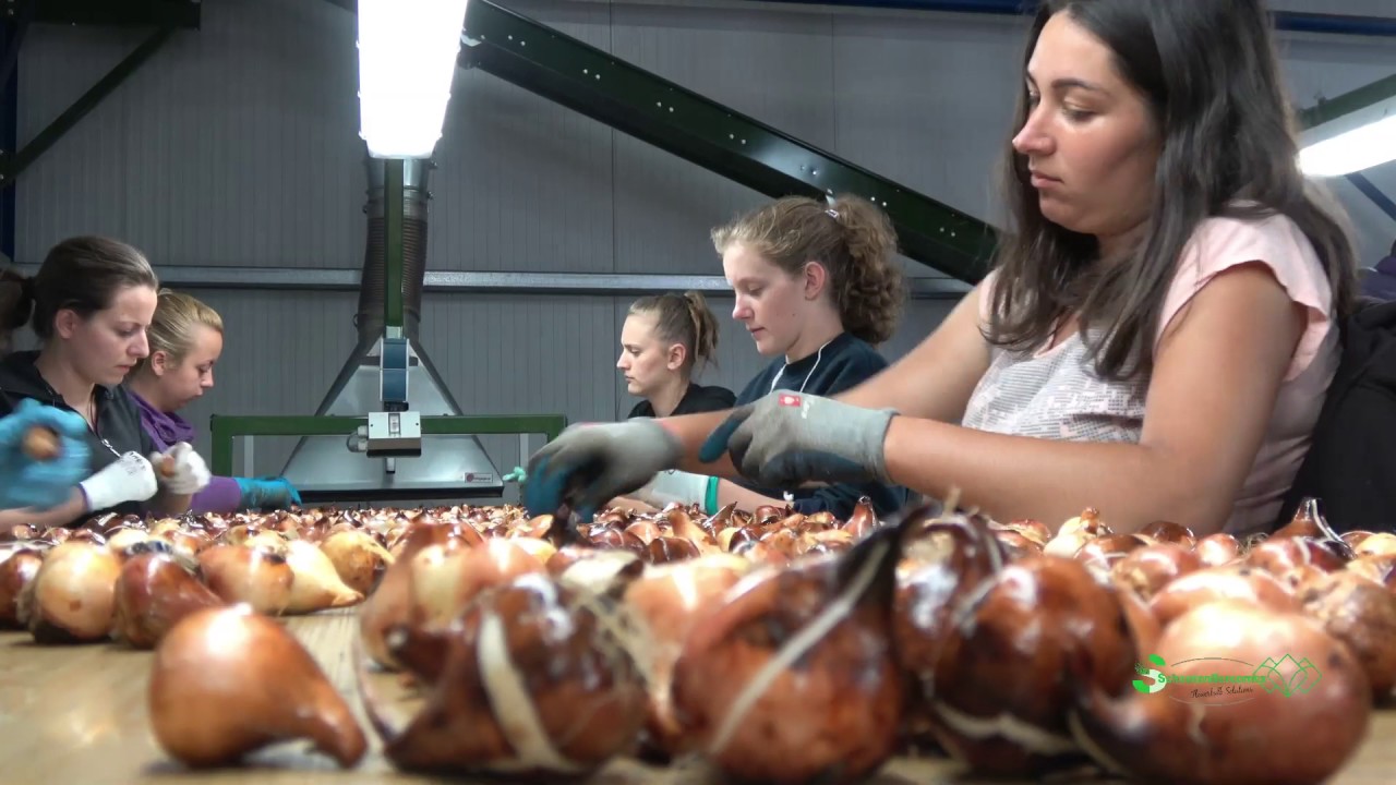 SchoutenBercomex - Mts. Dogterom (Nieuwe-Tonge)