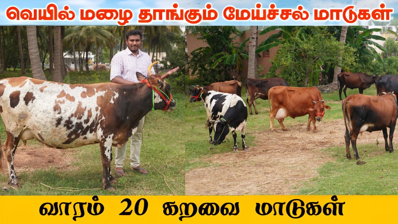 வீட்டு வளர்ப்புக்கு ஏற்ற கறவை மாடுகள் | Amsa Dairy farm