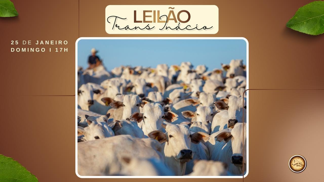 Leilão de Gado em MORRINHOS-GO, 25/01/2026  TransInácio Leilão - 18:00 Hs - Presencial e virtual.