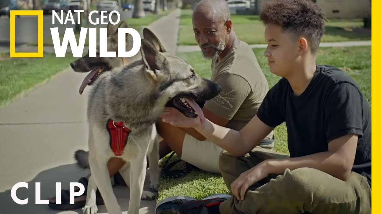Kobe Gets Aggressive | Cesar Millan: Better Human Better Dog