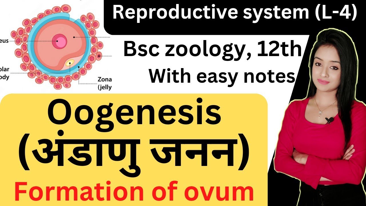 Reproductive system (L-4), oogenesis in hindi, oogenesis bsc 2nd year zoology, lion batch, knowledge