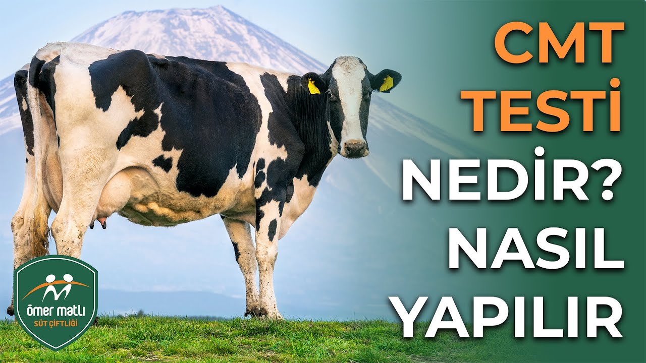 CMT Testi Nedir, Ne Zaman ve Nasıl Yapılır?