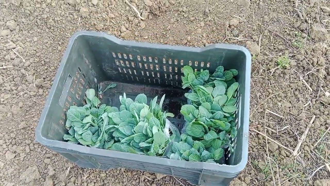 “Khet me Cobi Planting ka Magic! 😲 | Farming Vlog with Mummy”
