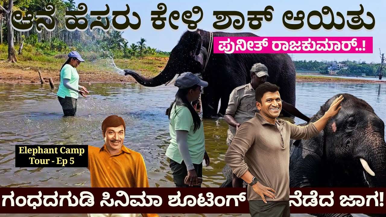 ಆನೆ ದಂತದ ಶೈನಿಂಗ್ ಸೀಕ್ರೆಟ್ - ಆನೆ ಹಲ್ಲು ಗರಗಸಕ್ಕಿಂತ ಶಾರ್ಪ್! #NandiniKL-Akarsh-Sakrebyle Elephant Camp-5