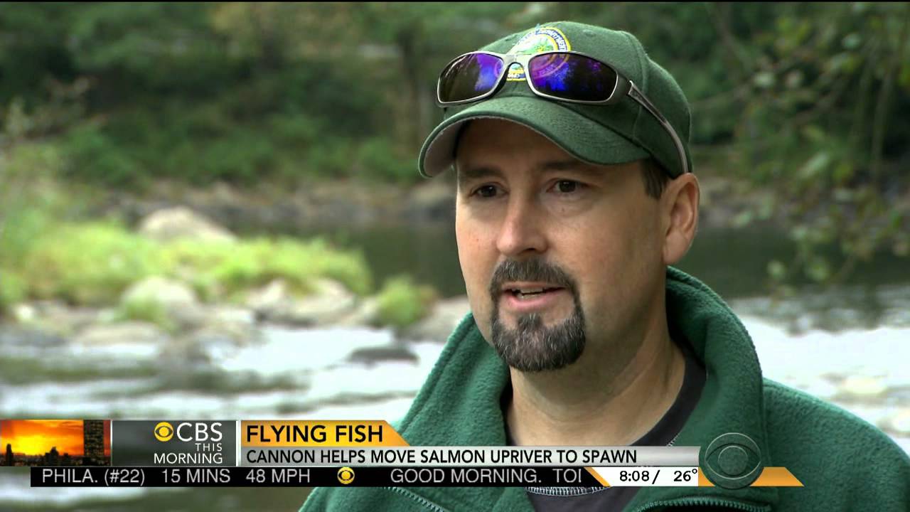Salmon Cannon Shoots Fish Over Dams