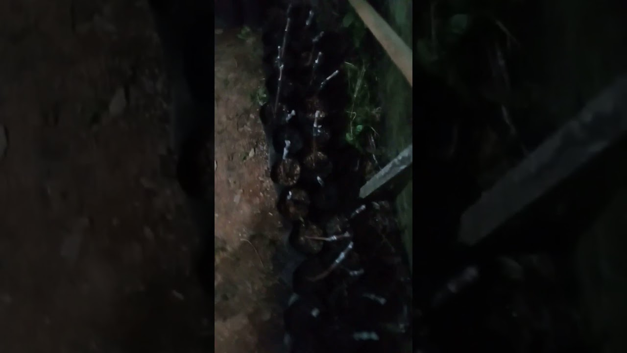 Grafting Pakai RS Kober dengan jenis Julian, Jupiter, Tamaki, Angelica, Heliodor dan Trans