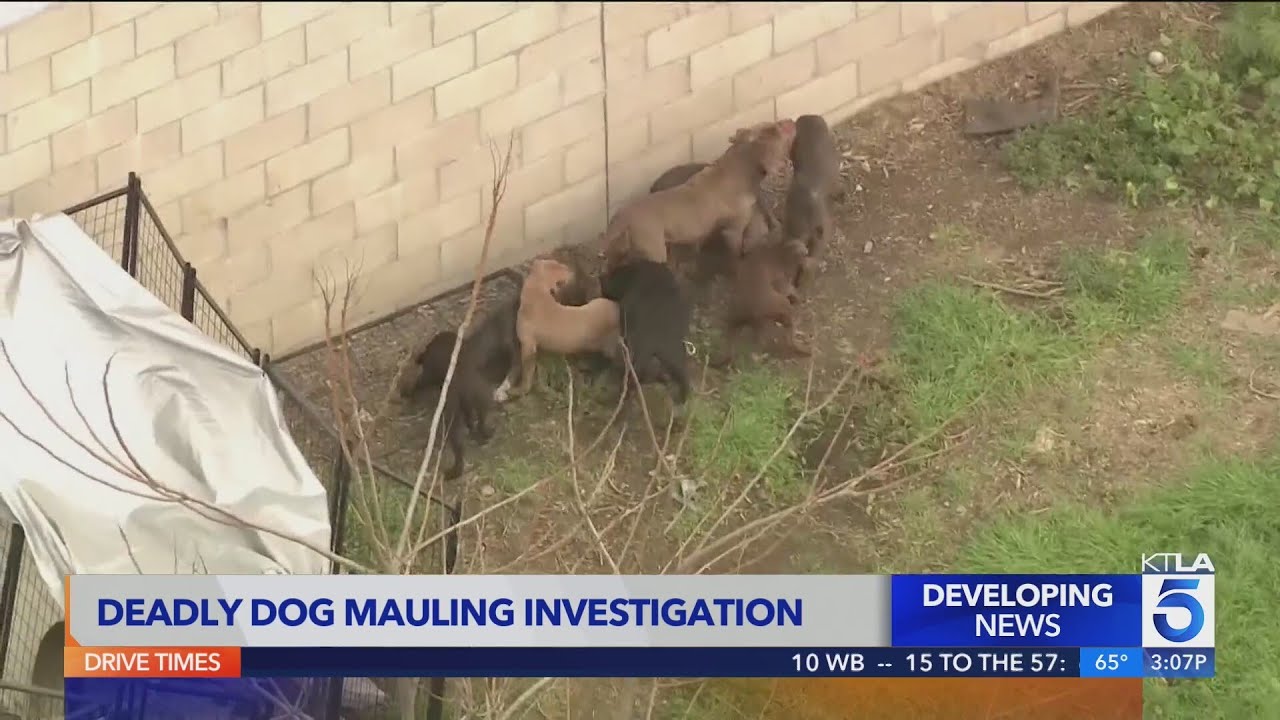 Compton pit bull breeder mauled to death by his own dogs