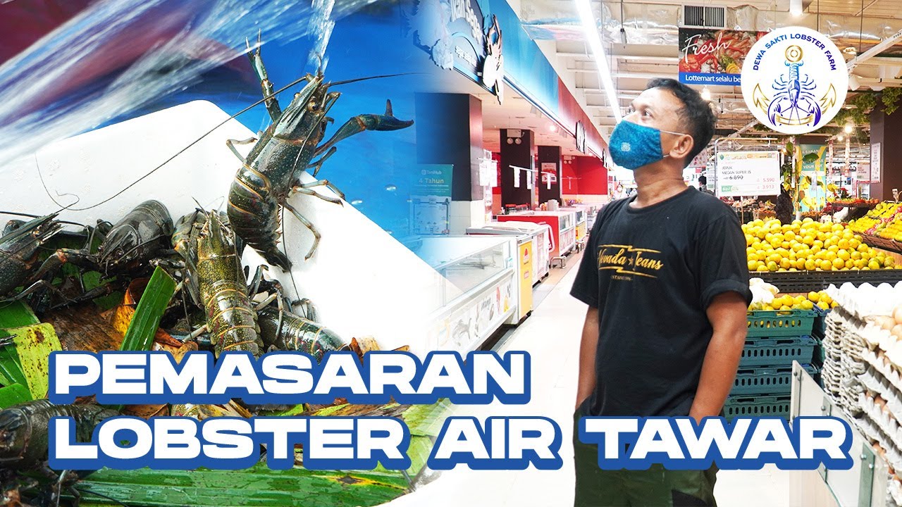 Market Penjualan Lobster Air Tawar di Dewa Sakti Lobster Farm