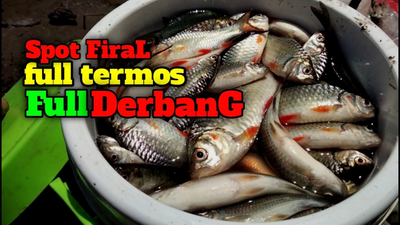 Full termos lagi dan lagi DERBANG dan MELEM