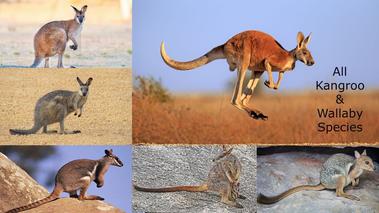 All KANGROO & WALLABY SPECIES / KANGROO SPECIES / WALLABY SPECIES / TYPES OF KANGROO