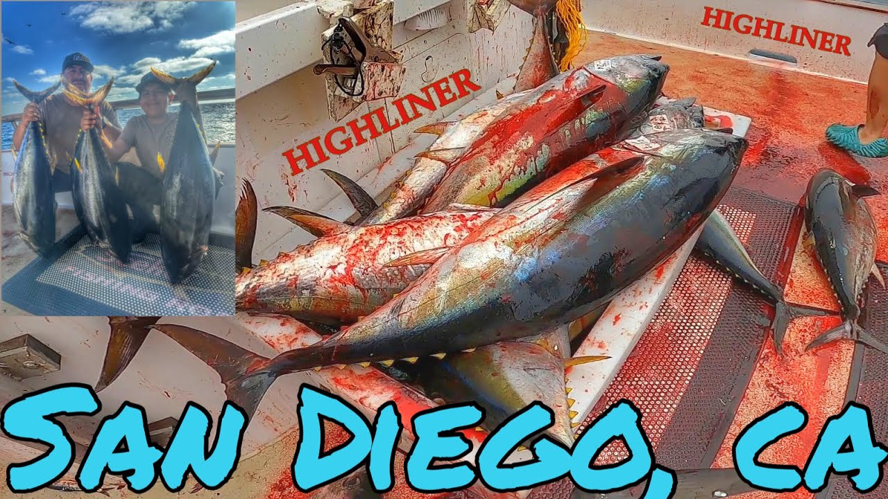 EPIC YELLOWFIN TUNA BITE ABOARD THE HIGHLINER SPORTFISHING BOAT | SAN DIEGO CA | FALL SEPT 2023🔥